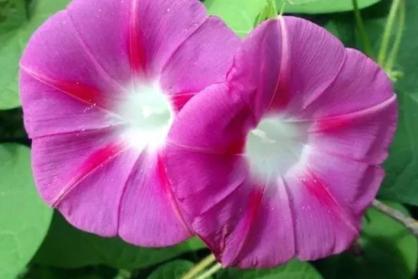 牽?；槭裁丛缟祥_花其他時(shí)間都不開