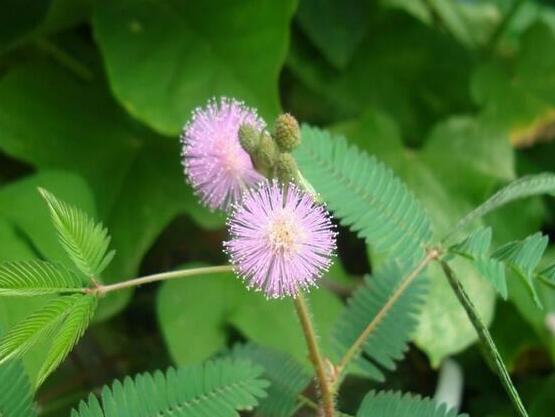 含羞草怎么養(yǎng)活，做好五個(gè)要點(diǎn)存活率百分百