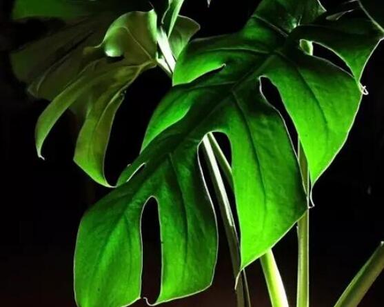 龜背竹滴水是怎么回事，只是一種正常的吐水現(xiàn)象(水分充足)