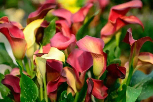 彩色馬蹄蓮為什么不能復(fù)花，品種特殊復(fù)花難度大