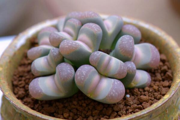 生石花用肥方法，不同的季節(jié)選擇不同的肥料施撒