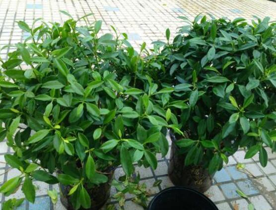 平安樹的花語，祈求平安、闔家幸福、萬事如意