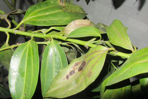 平安樹葉子下垂怎么急救，增光排濕/適當追肥