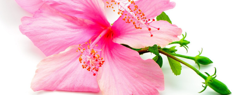 芙蓉花小苗怎么養(yǎng)護