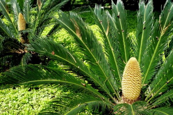 鐵樹(shù)一年發(fā)幾次新葉