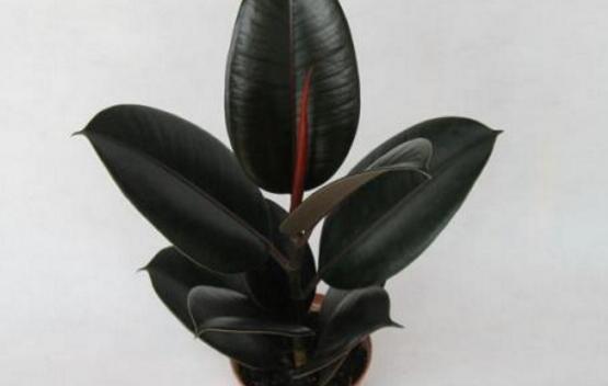 橡皮樹怎么換盆，教你四個簡單易學(xué)的方法