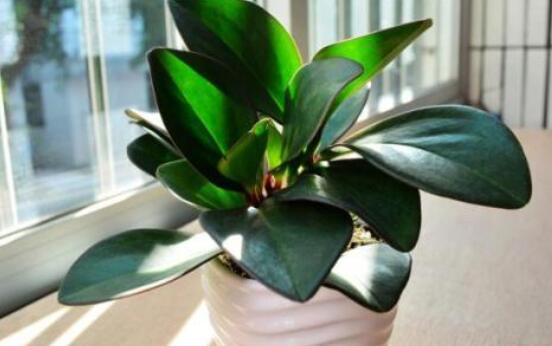 紫邊碧玉椒草的養(yǎng)殖方法和注意事項(xiàng)嗎，老農(nóng)教你六大基本養(yǎng)殖方法