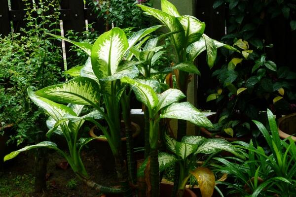 萬年青開花預(yù)兆什么，是一種吉祥的象征