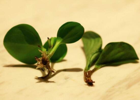 碧玉怎么扦插，碧玉的繁殖方法