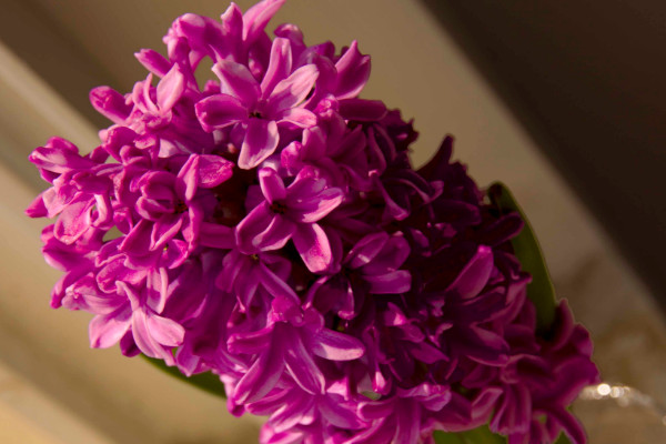 風(fēng)信子什么時(shí)候種植，9~10月份是最佳種植時(shí)間