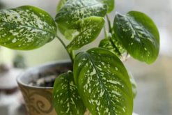 萬年青的養(yǎng)殖方法和注意事項(xiàng)：土壤適宜/溫度適中/切勿暴曬/合理澆水