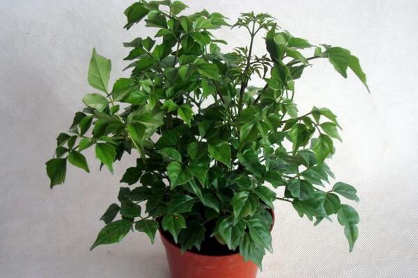 幸福樹(shù)的圖片，品種以及價(jià)值介紹