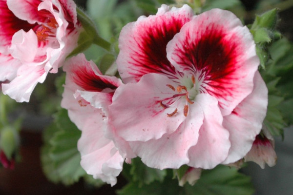 天竺葵冬天怕冷嗎可以放在室外養(yǎng)嗎