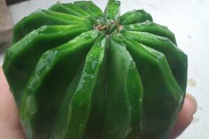 仙人球可以吃嗎，仙人球花的藥用價(jià)值