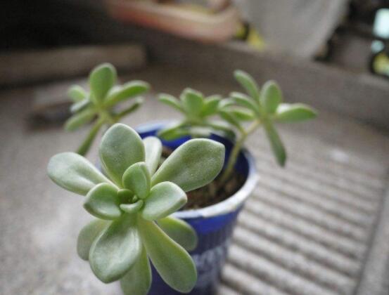 寶石花特點是什么，藥用價值是最大特色