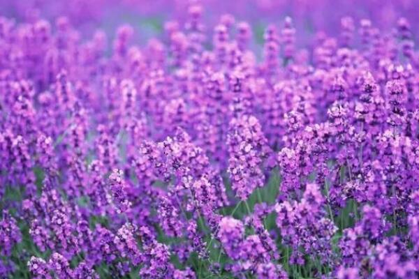 薰衣草花語是什么意思，等待愛情