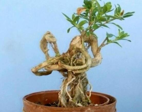 提根六月雪怎么養(yǎng)好，教你六個步驟造型更加美觀