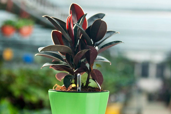 橡皮樹的繁殖方法，扦插/壓條/水培繁殖等