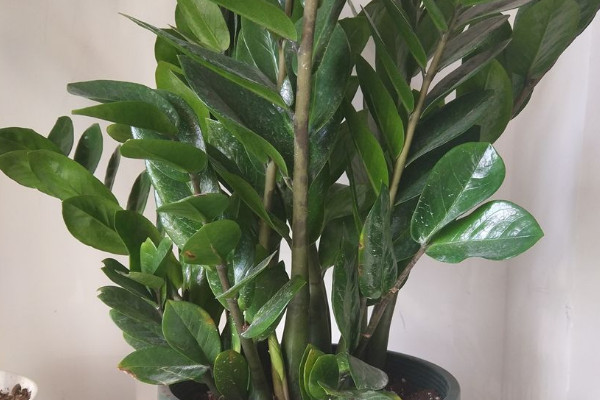 金錢樹(shù)怎樣修剪