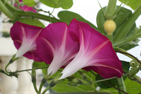 牽?；ㄔ诒狈侥苓^冬嗎