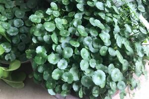 銅錢草怎么修剪，銅錢草剪掉葉子能活嗎