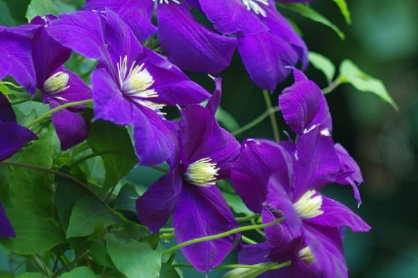 紫羅蘭會(huì)開花嗎長(zhǎng)什么樣