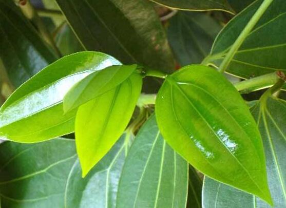 平安樹(shù)葉子耷拉怎么辦，三種原因以及解決辦法