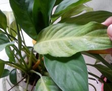 一帆風順的葉子發(fā)黃怎么辦，六步讓它恢復生機