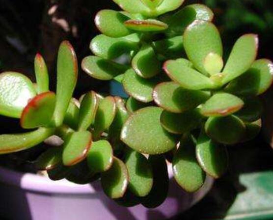 盆栽燕子掌的養(yǎng)殖方法，教你八大基本方法可生長(zhǎng)的青翠碧綠