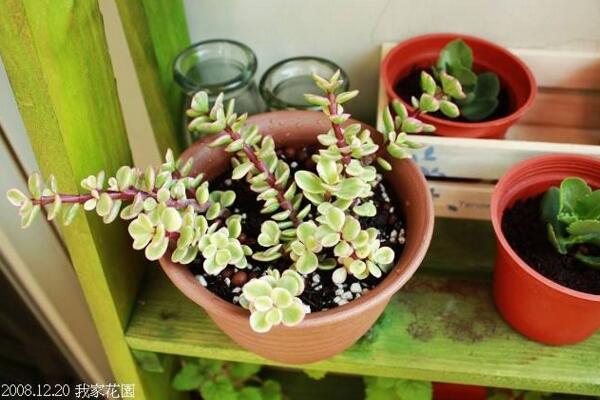 多肉雅樂之舞怎么扦插，5步即可完成扦插