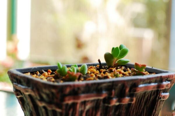 碧玉蓮怎么繁殖，桿插繁殖操作方便且成活率較高