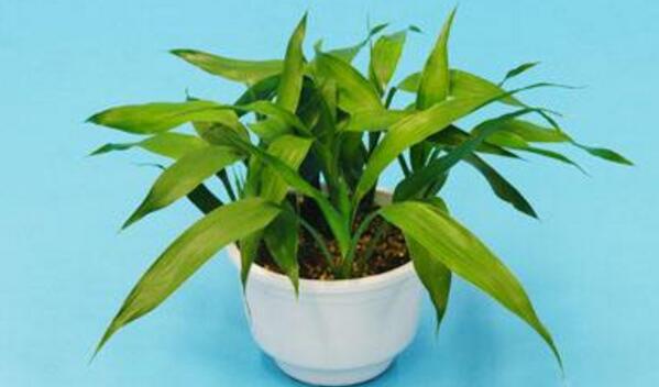 富貴竹能放臥室嗎，可以放在臥室
