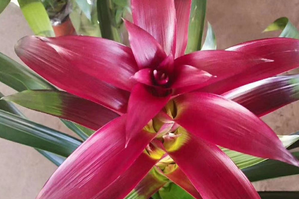 鴻運當(dāng)頭夏天可以分株嗎