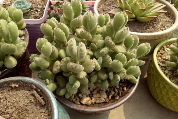 多肉植物熊童子掉葉子，找出問題的原因及時處理