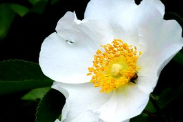 金櫻子可以挖來(lái)做盆栽嗎