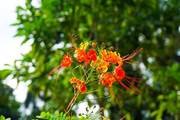 彼岸花盆栽養(yǎng)殖方法