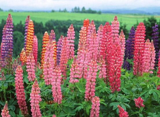 薰衣草精油的功效與用法，美容養(yǎng)顏、舒緩心情