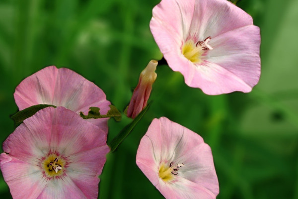 牽?；ǚN子能吃嗎