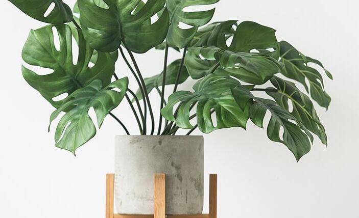 龜背竹多久澆一次水，不同的季節(jié)澆水的時間也不同