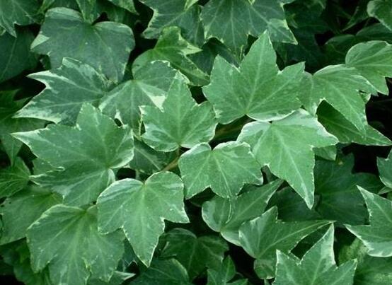 常春藤掉葉子怎么辦，四種原因以及解決辦法