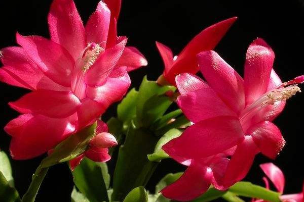 蟹爪蘭根系發(fā)達嗎