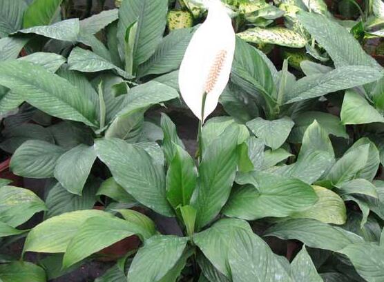 一帆風順花怎么移植，教你六個簡單易學步驟