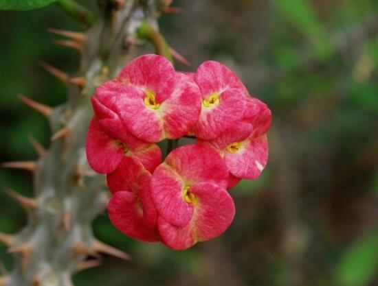 虎刺梅擺放風(fēng)水，陽臺(tái)與庭院風(fēng)水寓意最好(避兇化煞)