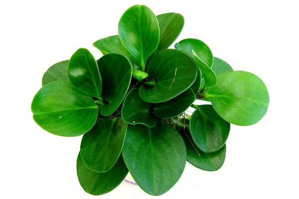 碧玉花植物如何移栽，簡單三步教你扦插成活