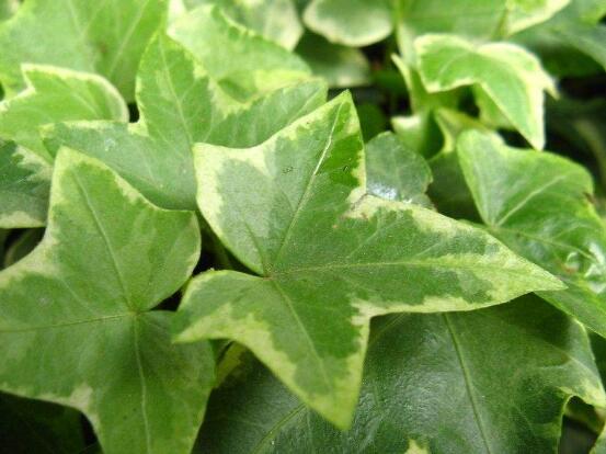 好看的常春藤盆景圖片欣賞，綠化環(huán)境、春天長駐