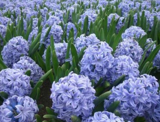 風(fēng)信子花代表什么意思，代表著永遠(yuǎn)的懷念、重生的愛(ài)