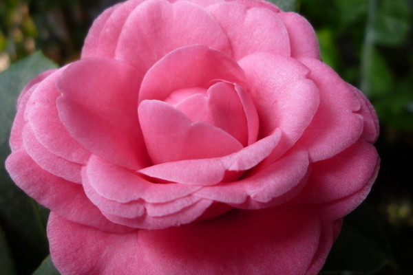 茶花春天好養(yǎng)活嗎