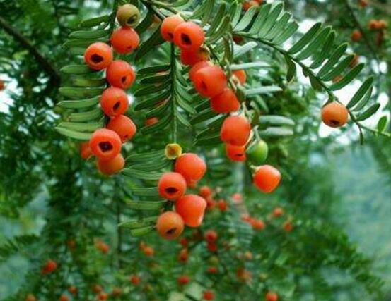 紅豆杉施什么肥好，紅豆杉施氮、磷、鉀肥最好