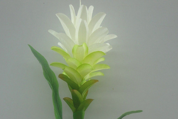 鴻運當(dāng)頭冬季怎樣過冬