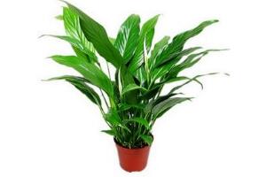 一帆風順怎么修剪，一帆風順的修剪方法